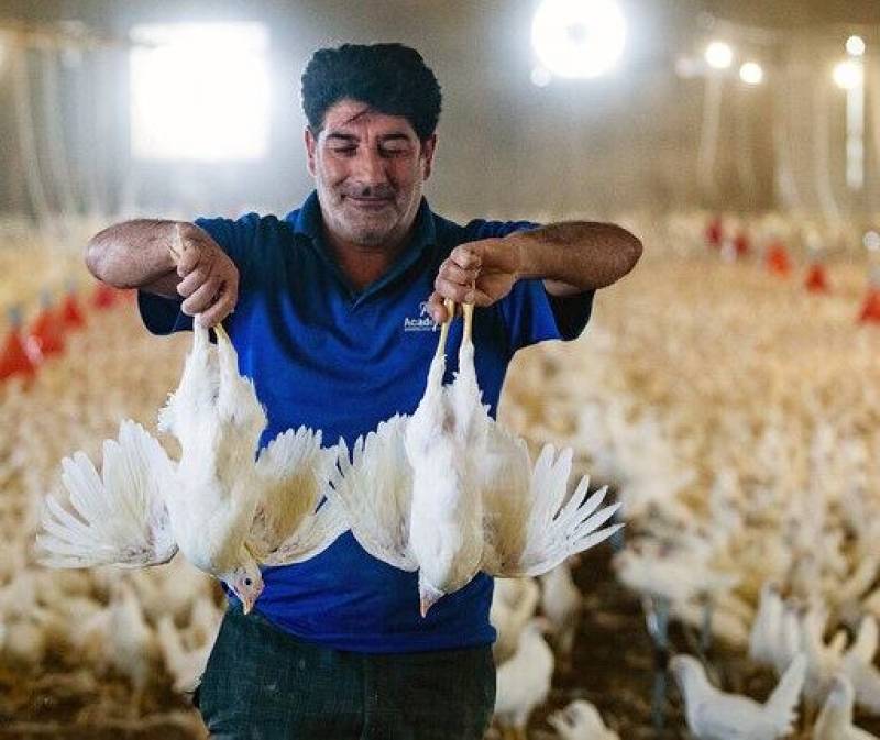 جنوب‌کرمان دل‌خوش به وعده راه‌اندازی زنجیره تولید مرغ